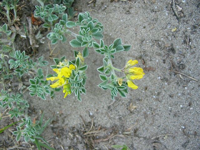 Medicago marina / Erba medica marina